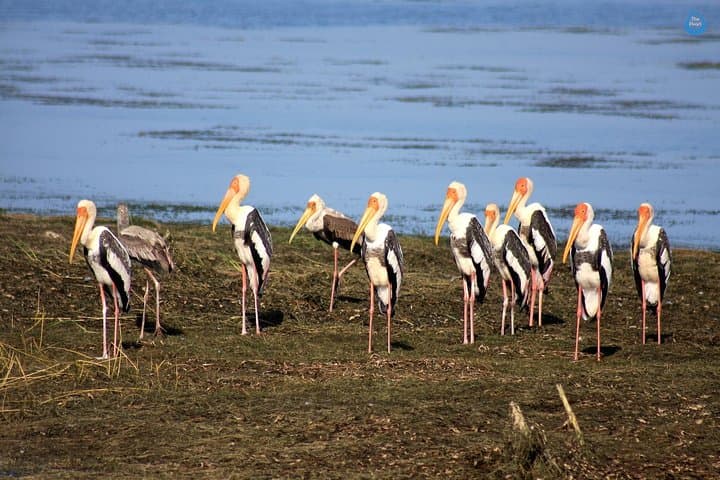 Half-Day Bundala Safari: Flamingos, Migratory Birds & Wetland Wildlife photo 4