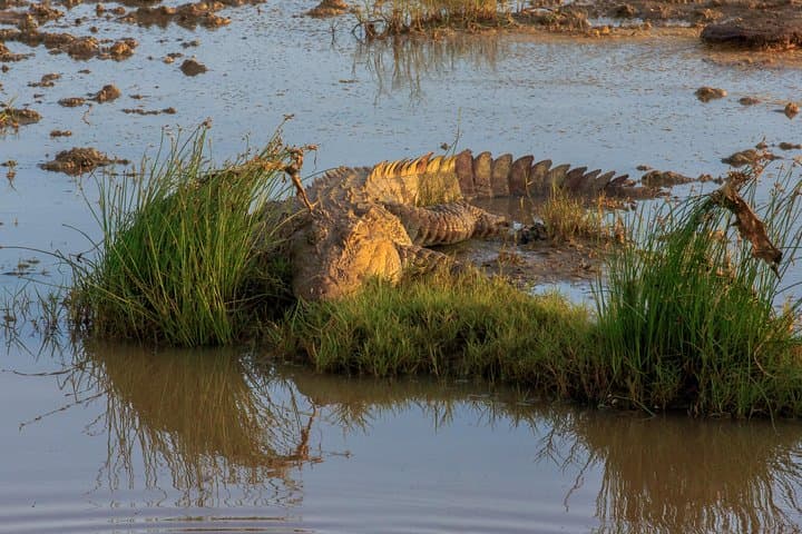 Half-Day Bundala Safari: Flamingos, Migratory Birds & Wetland Wildlife photo 6