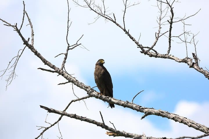 Half-Day Bundala Safari: Flamingos, Migratory Birds & Wetland Wildlife photo 2