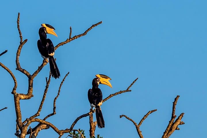 Half-Day Bundala Safari: Flamingos, Migratory Birds & Wetland Wildlife photo 3