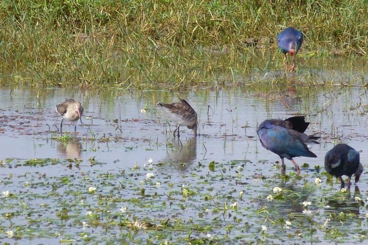 Half-Day Bundala Safari: Flamingos, Migratory Birds & Wetland Wildlife photo 5