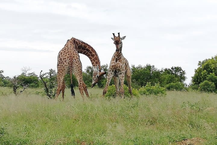 2-Day Pilanesberg Safari: Sunrise & Sunset Game Drives with 4★ Lodge Stay photo 3