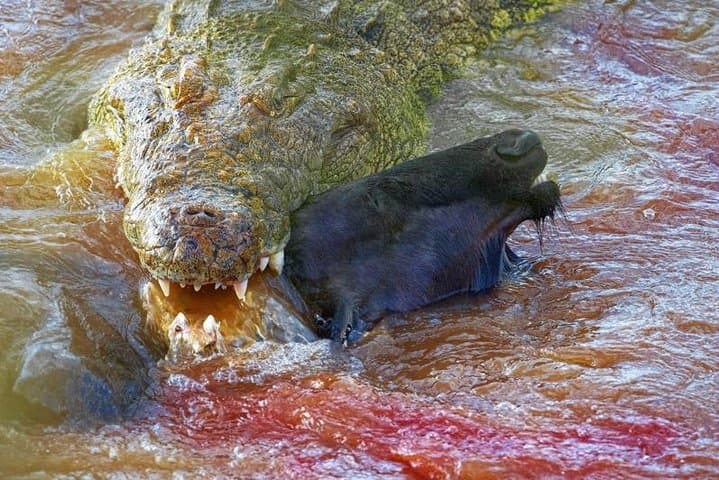 4-Day Budget Safari: Maasai Mara & Lake Nakuru Highlights photo 3