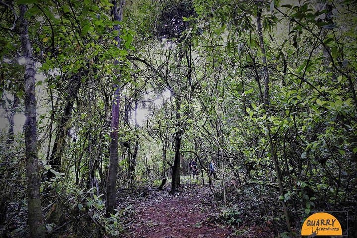 Half-Day Guided Trek in Madikeri: Rainforest to Peak in 4 Hours photo 3