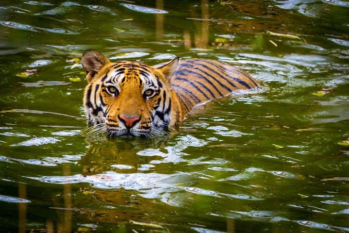 Private 2-Night Jim Corbett Escape — Tiger Safaris, Elephant Rides & Forest Stays