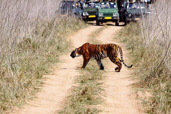 Private 2-Night Jim Corbett Escape — Tiger Safaris, Elephant Rides & Forest Stays photo 2