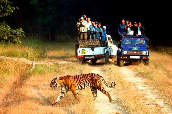 Private 2-Night Jim Corbett Escape — Tiger Safaris, Elephant Rides & Forest Stays photo 3