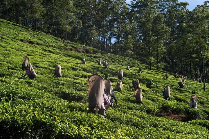 6-Day Sri Lanka Heritage Private Tour — Sigiriya, Kandy & Nuwara Eliya photo 6