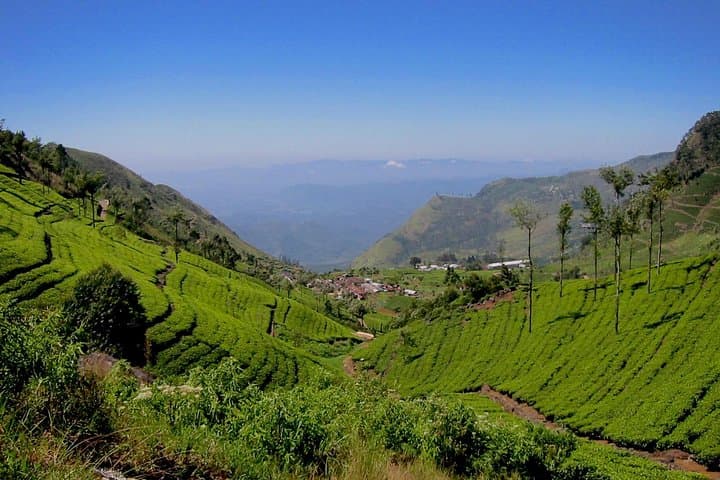 Lipton's Seat & Dambetenna Tea Factory Day Trip from Ella photo 6