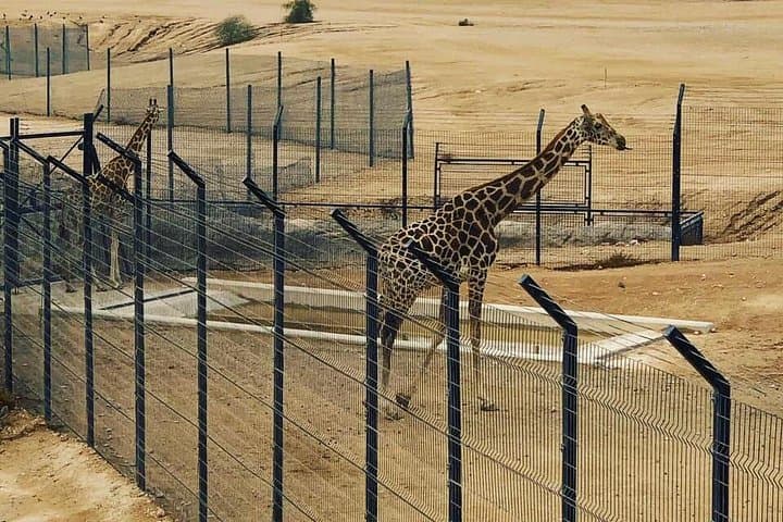 Al Ain Garden City Day Trip from Dubai — Oasis, Forts & Jebel Hafeet Views photo 2