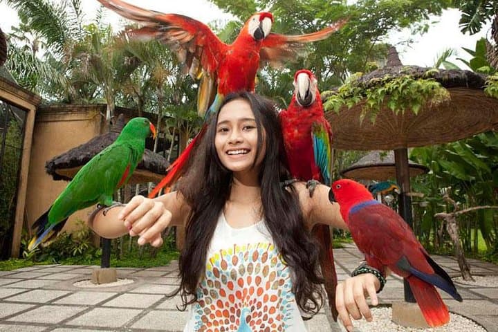 Bali Bird Park Admission with Hotel Transfer — Bird Shows, Breeding Programs & Tropical Gardens photo 5