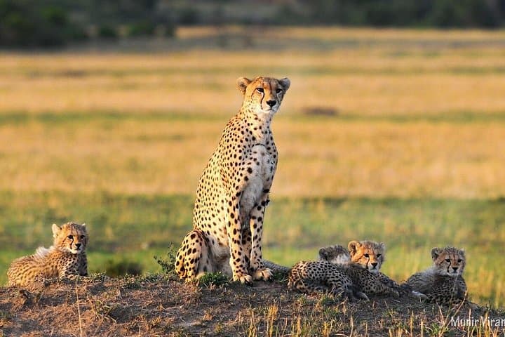 3-Day Maasai Village Safari: Live with Maasai Warriors and Explore the Mara photo 4