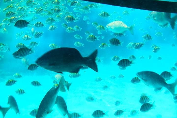 Roatán Glass-Bottom Boat & West Bay: Monkeys, Sloths and a Chocolate Stop photo 2