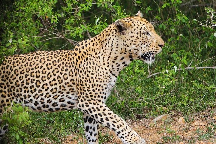 5-Day Kruger National Park Safari & Panorama Route from KMI photo 3