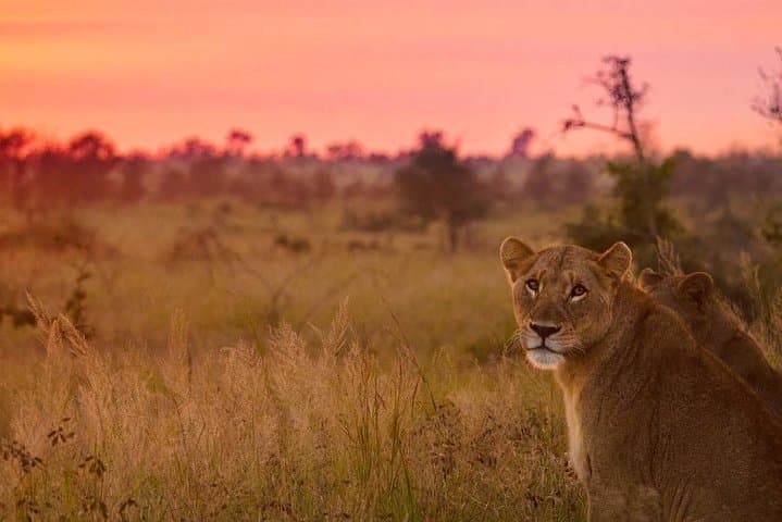 5-Day Kruger National Park Safari & Panorama Route from KMI photo 5