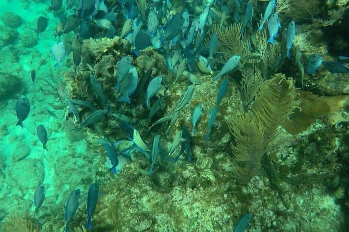 Roatan West Bay Jet Ski & Snorkel Adventure — 4-Hour Reef Excursion photo 5