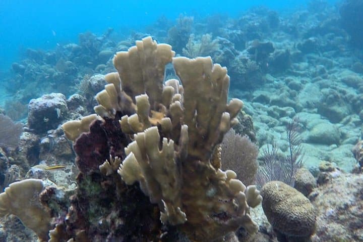 Roatan West Bay Jet Ski & Snorkel Adventure — 4-Hour Reef Excursion photo 6