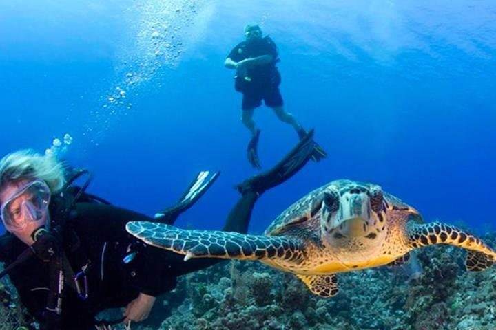 Roatan Shore Dive in Flowers Bay: Mesoamerican Reef Scuba Experience photo 2