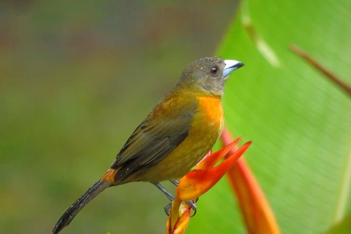 Drake Bay Morning Bird-Watching Tour — Osa Peninsula Guided Walk photo 3