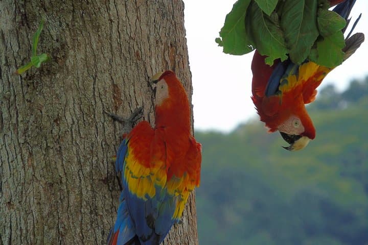 Drake Bay Morning Bird-Watching Tour — Osa Peninsula Guided Walk photo 4