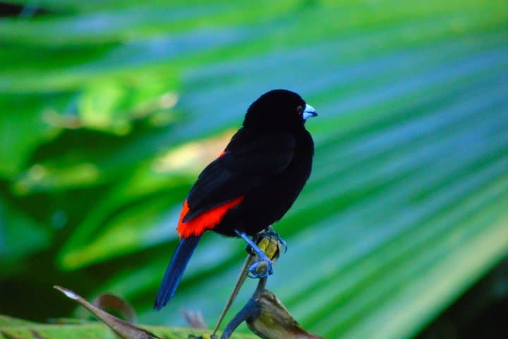 Drake Bay Morning Bird-Watching Tour — Osa Peninsula Guided Walk photo 5