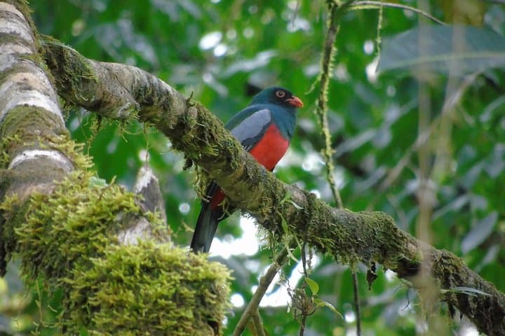 Drake Bay Morning Bird-Watching Tour — Osa Peninsula Guided Walk photo 6