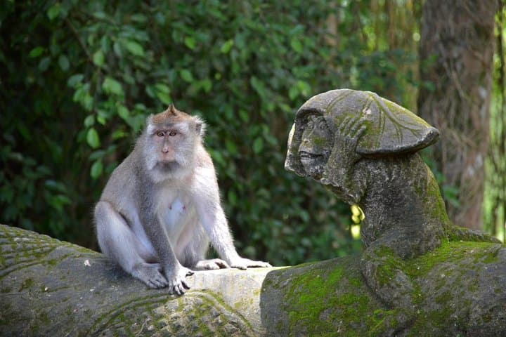 Ubud Day Tour: Rice Terraces, Monkey Forest & Traditional Offering Workshop photo 6