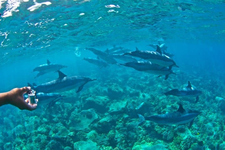 Exploring Kealakekua Bay: Zodiac Snorkeling Adventure on Hawaii’s Big Island photo 6