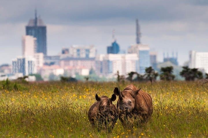 Early Morning Mini Safari in Nairobi National Park — Half-Day Game Drive photo 3