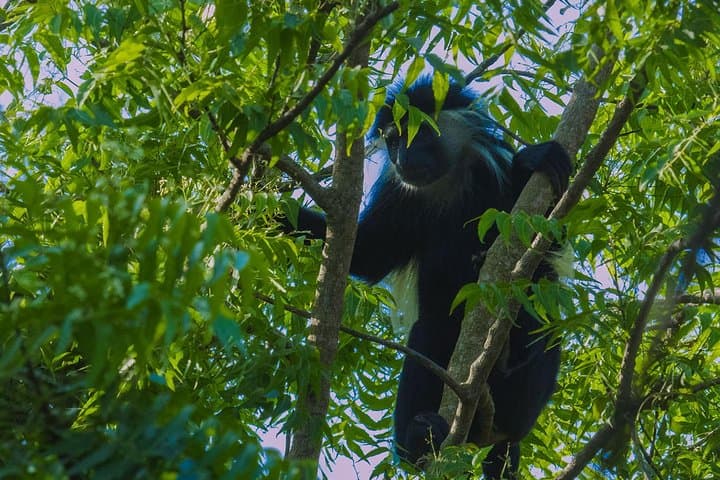 8-Day Kenya Safari: Maasai Mara, Lake Nakuru, Naivasha, Samburu and Aberdares photo 3