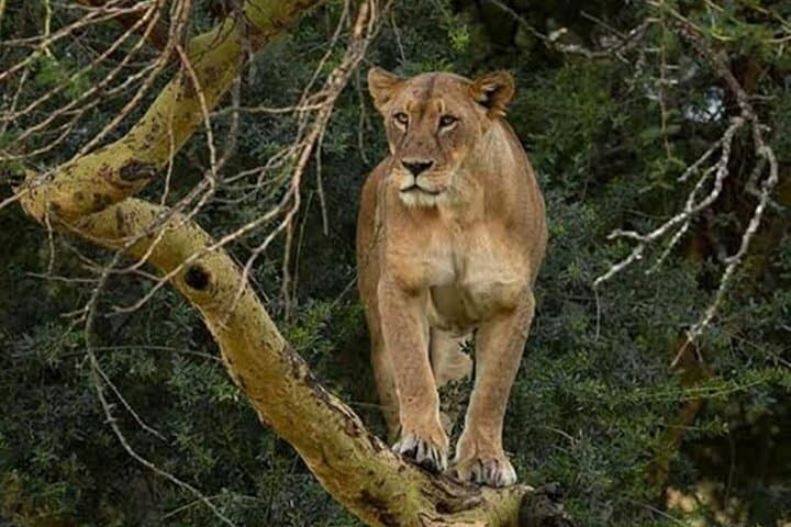 4-Day Budget Safari: Maasai Mara & Lake Nakuru Highlights photo 5