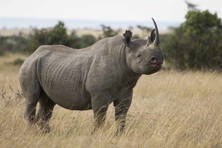 Ol Pejeta Day Safari: Northern White Rhinos, Chimp Sanctuary & Baraka photo 2