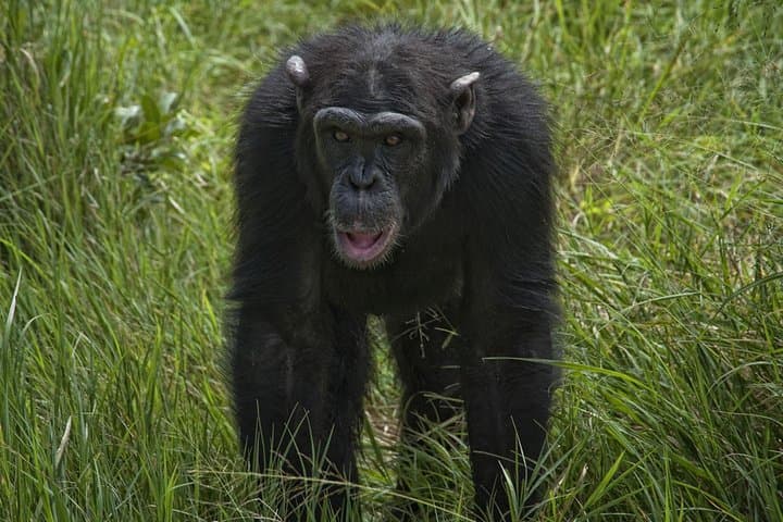 Ol Pejeta Day Safari: Northern White Rhinos, Chimp Sanctuary & Baraka photo 5