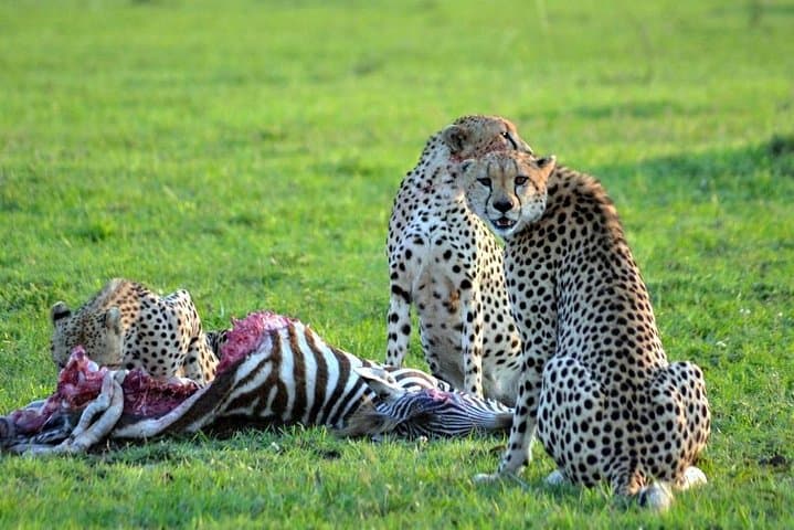 Amboseli Safari: 3-Day Big Five Adventure with Kilimanjaro Views from Nairobi photo 4