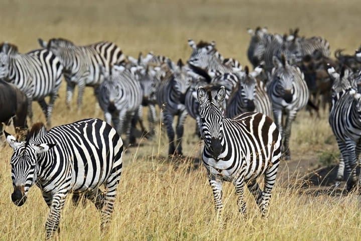 4-Day Budget Safari: Maasai Mara & Lake Nakuru Highlights photo 4