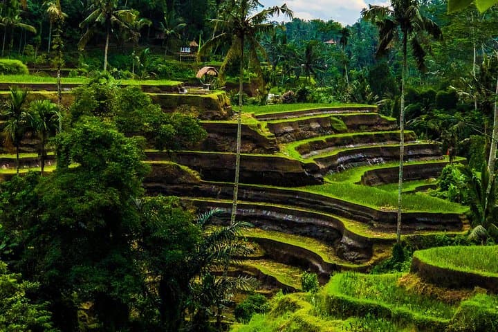 Ubud Swing, Temple & Waterfall Highlights — Full-Day Ubud Adventure photo 4