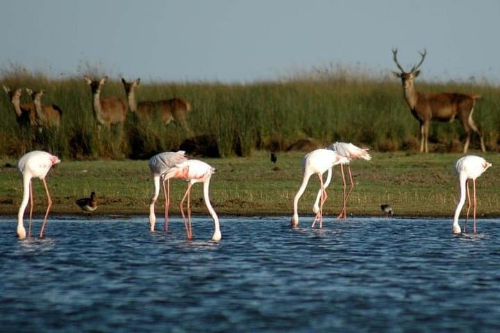 Full-Day Doñana National Park & Matalascañas Guided Tour from Seville photo 2