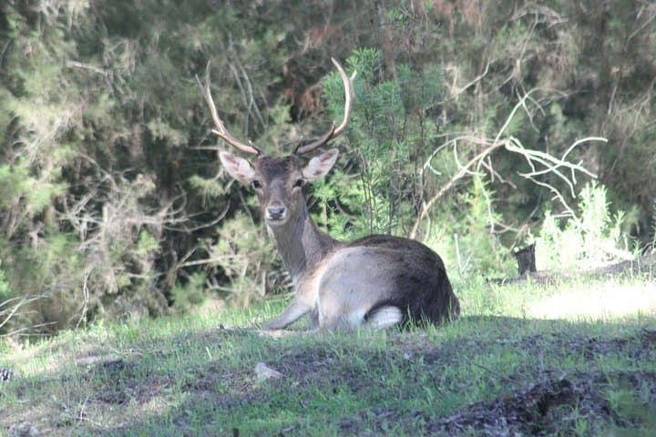 Full-Day Doñana National Park & Matalascañas Guided Tour from Seville photo 6