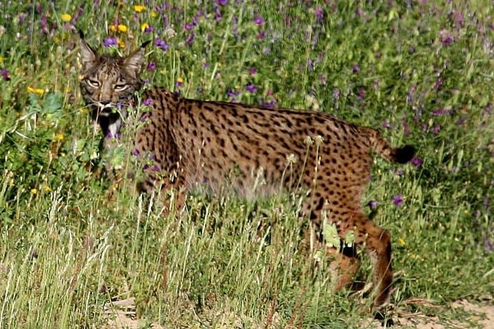 Full-Day Doñana National Park & Matalascañas Guided Tour from Seville photo 3