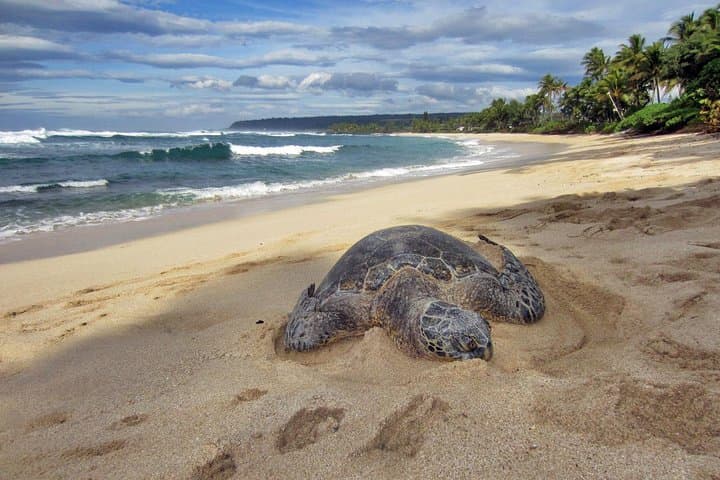 Custom Private Oahu Island Tour — 8-Hour Full-Day from Honolulu photo 4