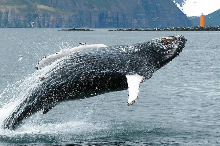 Slow-Travel Whale Watching and Sea Angling in Eyjafjörður photo 2