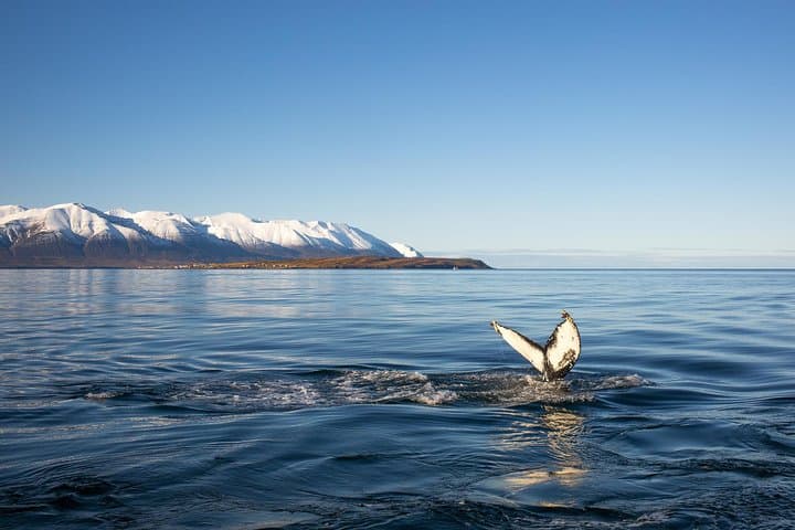 Slow-Travel Whale Watching and Sea Angling in Eyjafjörður photo 3