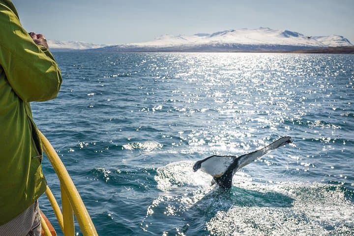 Slow-Travel Whale Watching and Sea Angling in Eyjafjörður photo 4