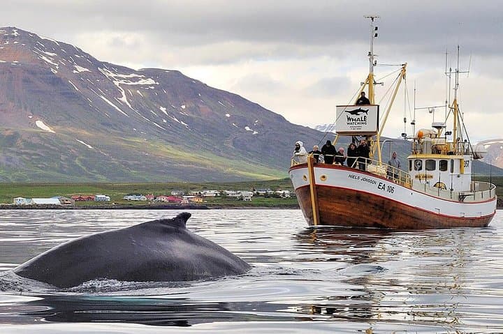 Slow-Travel Whale Watching and Sea Angling in Eyjafjörður photo 1