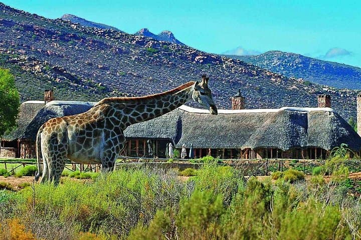 Aquila Safari Day Trip from Cape Town — Big 5 Game Drive with Lunch & Transfers photo 2