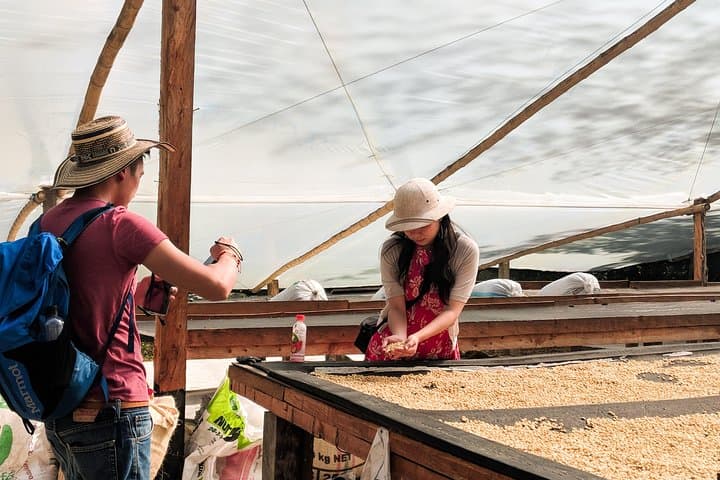 Medellín Half-Day Coffee Tour: Seed to Cup Farm & Micro-Roastery Experience photo 3