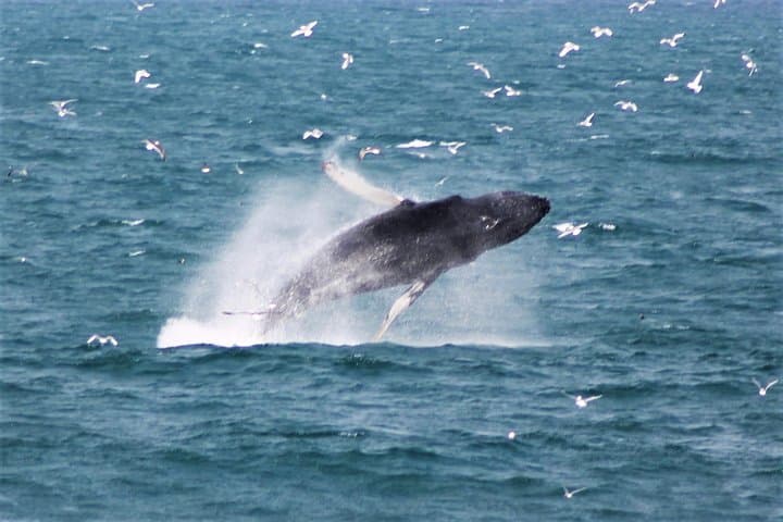 Whale Watching from Reykjavík: Guided Boat Tours in Faxaflói Bay photo 4