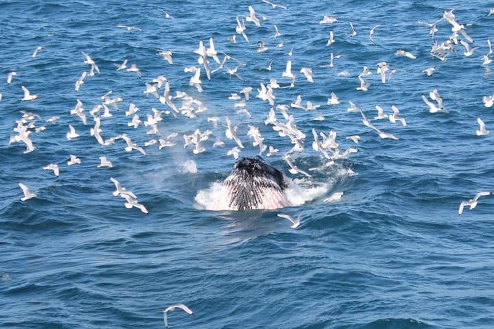 Whale Watching from Reykjavík: Guided Boat Tours in Faxaflói Bay photo 3