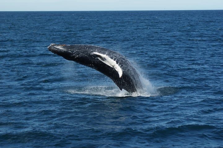 Whale Watching from Reykjavík: Guided Boat Tours in Faxaflói Bay photo 5