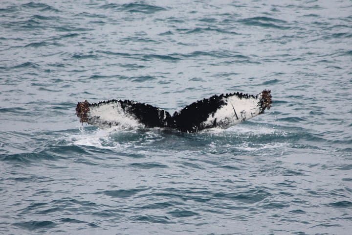 Whale Watching from Reykjavík: Guided Boat Tours in Faxaflói Bay photo 6